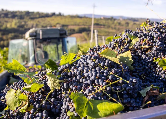 Tenuta Moriano Montespertoli